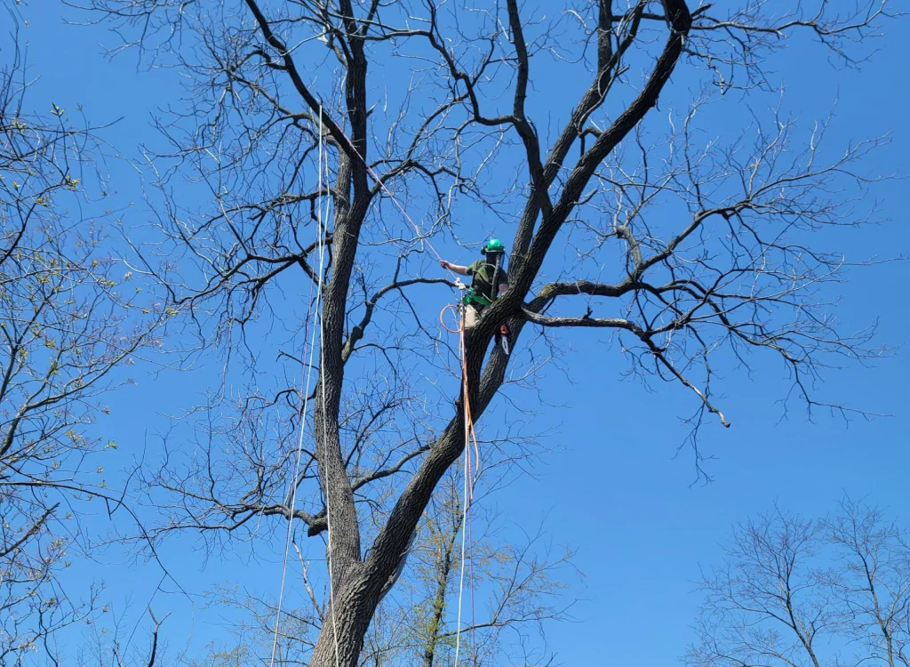 arborist pruning a tree