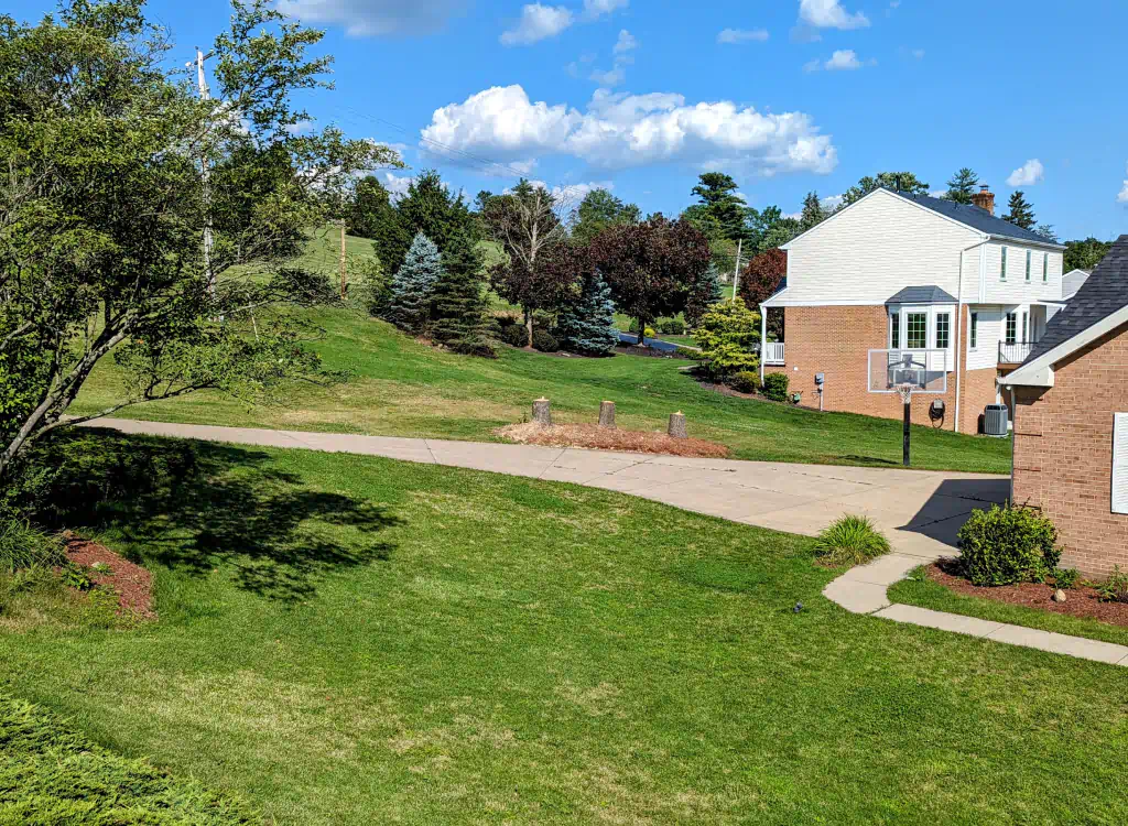 newly removed trees in a landscape