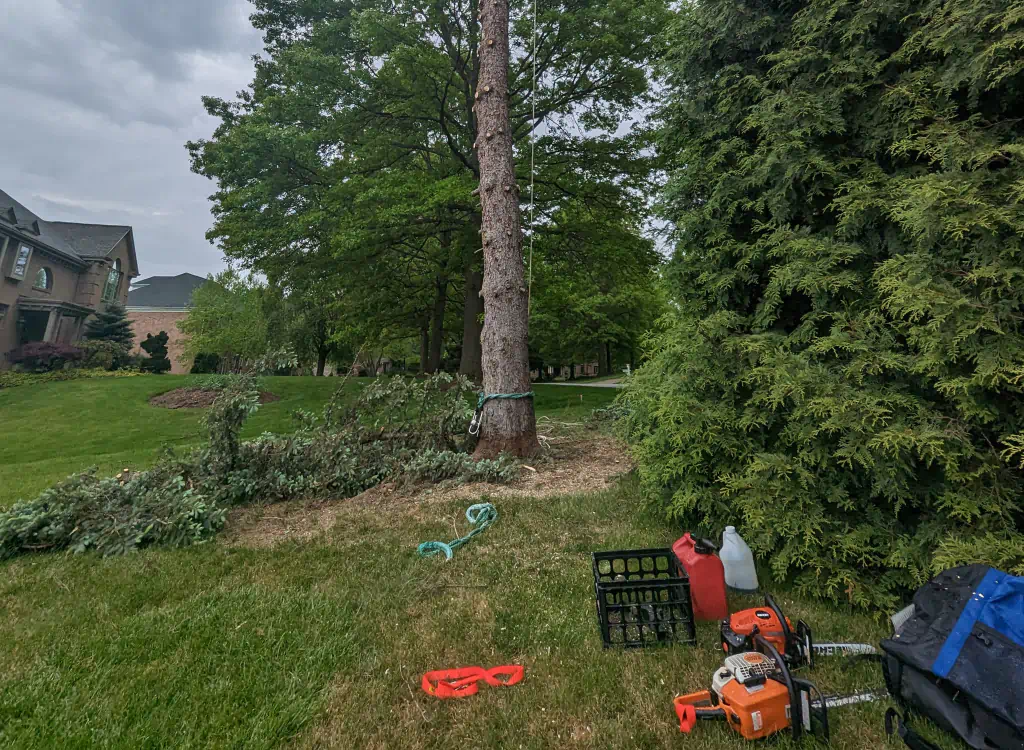 tree removal in a residential house