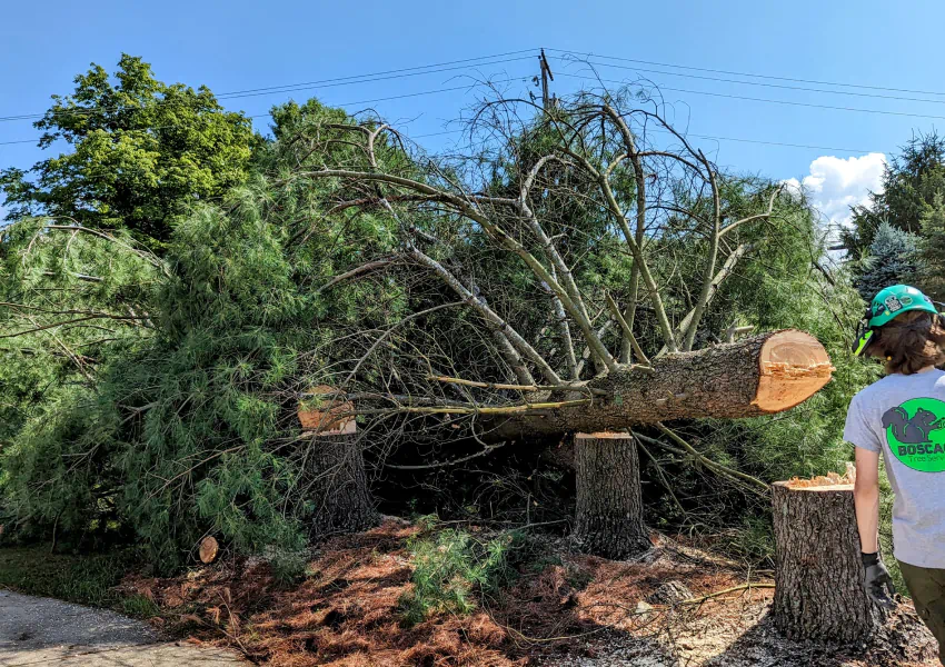 tree removal in the street